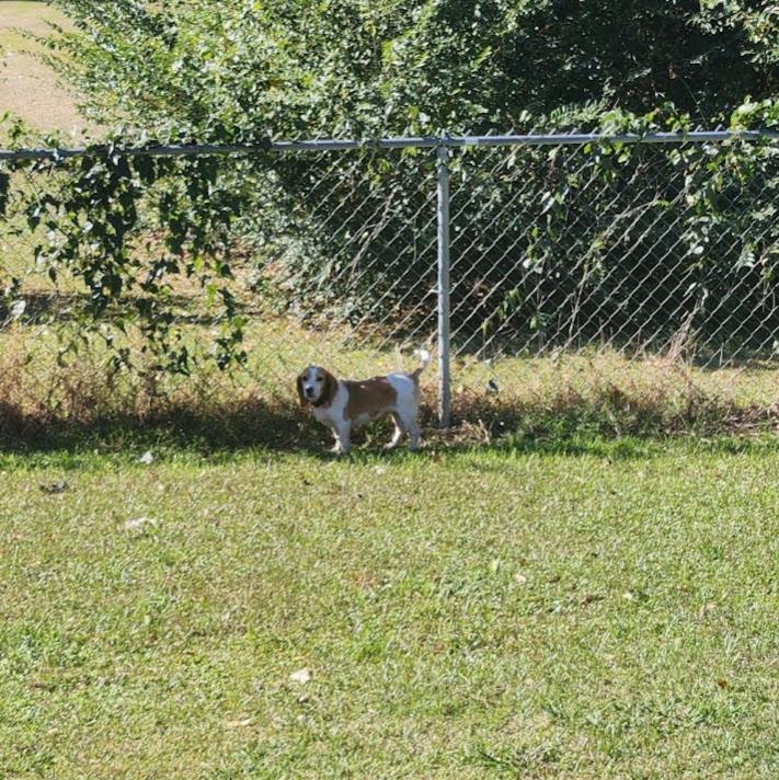 Enlarge Iris, a Adoptable Beagle in Valley Cottage, NY image 4/4