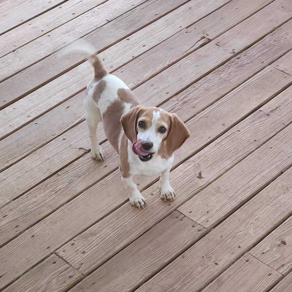 Enlarge Iris, a Adoptable Beagle in Valley Cottage, NY image 2/4