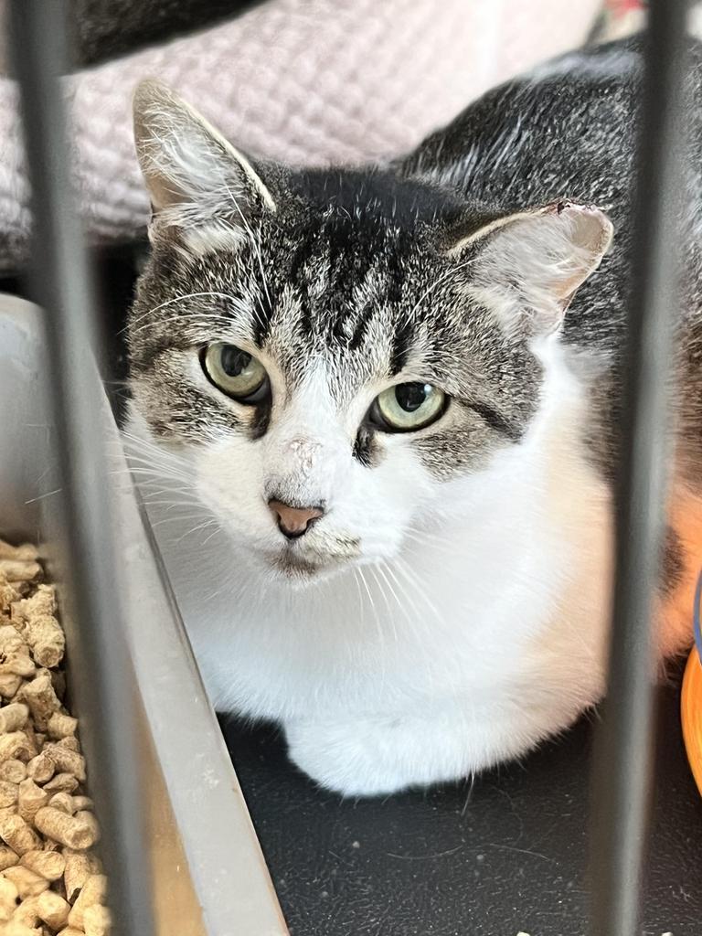 Alice, Adoptable, Adult Female Domestic Short Hair.