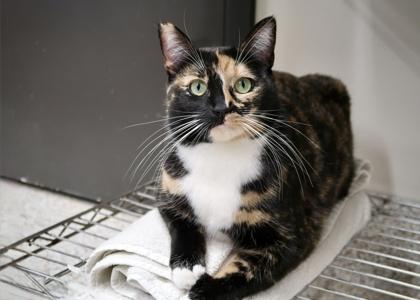 Calypso **Discuss w/Staff b4 adoption, Adoptable, Adult Female Domestic Short Hair & Domestic Short Hair.