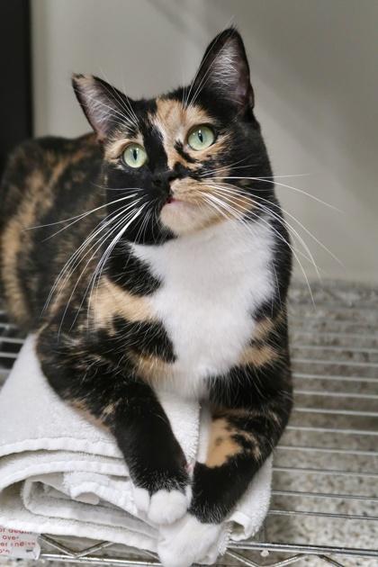Enlarge Calypso **Discuss w/Staff b4 adoption, a Adoptable Domestic Short Hair in Scottsdale, AZ image 2/3