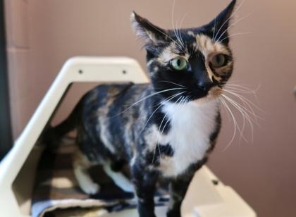 Enlarge Calypso **Discuss w/Staff b4 adoption, a Adoptable Domestic Short Hair in Scottsdale, AZ image 1/3