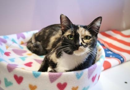 Calypso **Discuss w/Staff b4 adoption, Adoptable, Adult Female Domestic Short Hair & Domestic Short Hair.