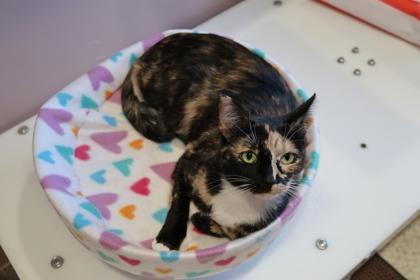 Enlarge Calypso **Discuss w/Staff b4 adoption, a Adoptable Domestic Short Hair in Scottsdale, AZ image 3/3