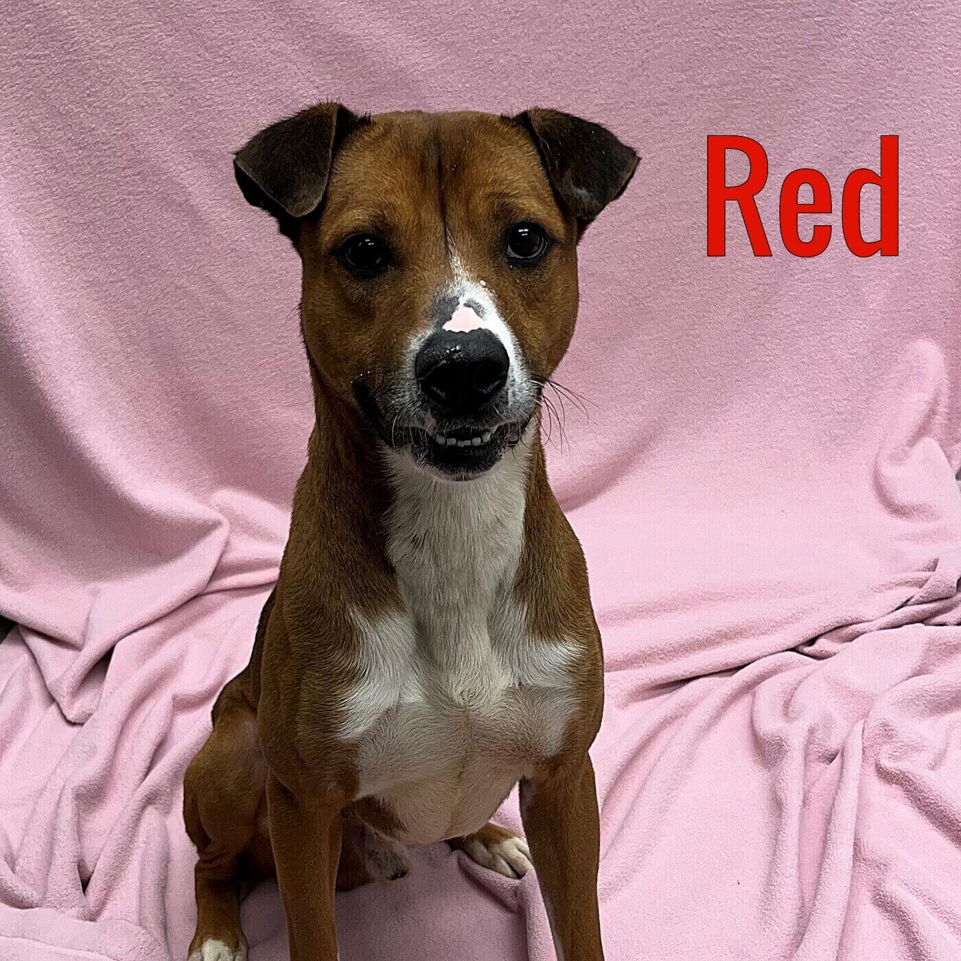 Enlarge Red, a Adoptable mixed breed in Pleasantville, NJ image 1/1