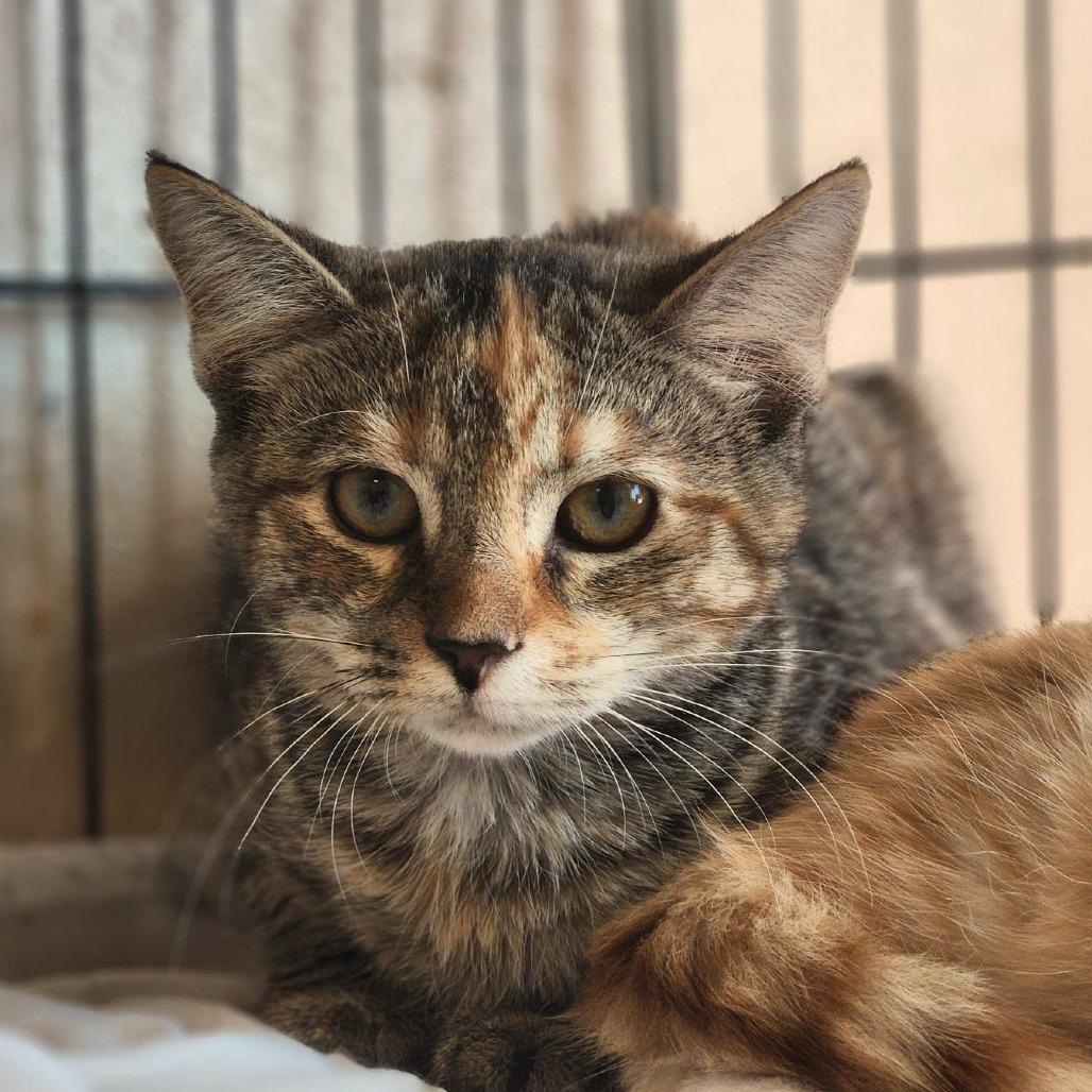 Enlarge Mabel, a Adoptable Domestic Short Hair in Waynesboro, PA image 1/2