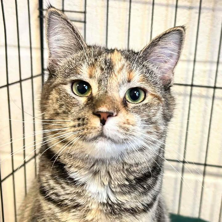 Enlarge Mabel, a Adoptable Domestic Short Hair in Waynesboro, PA image 2/2