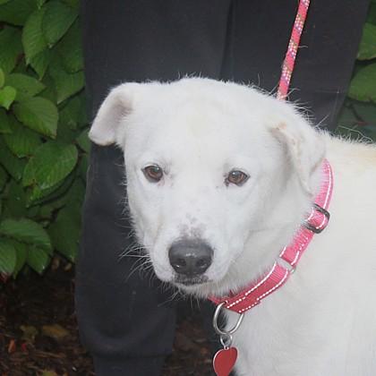 Enlarge Martin+, a Adoptable mixed breed in Elk Grove Village, IL image 1/3