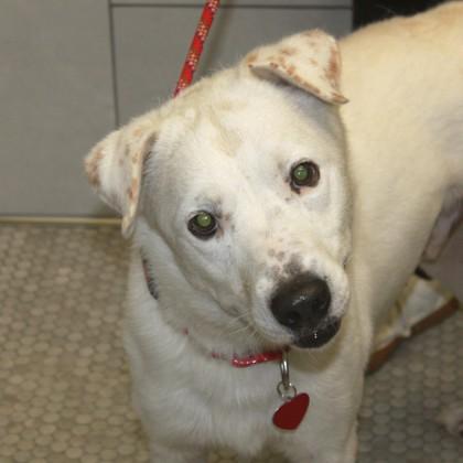 Enlarge Martin+, a Adoptable mixed breed in Elk Grove Village, IL image 2/3