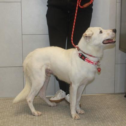 Enlarge Martin+, a Adoptable mixed breed in Elk Grove Village, IL image 3/3