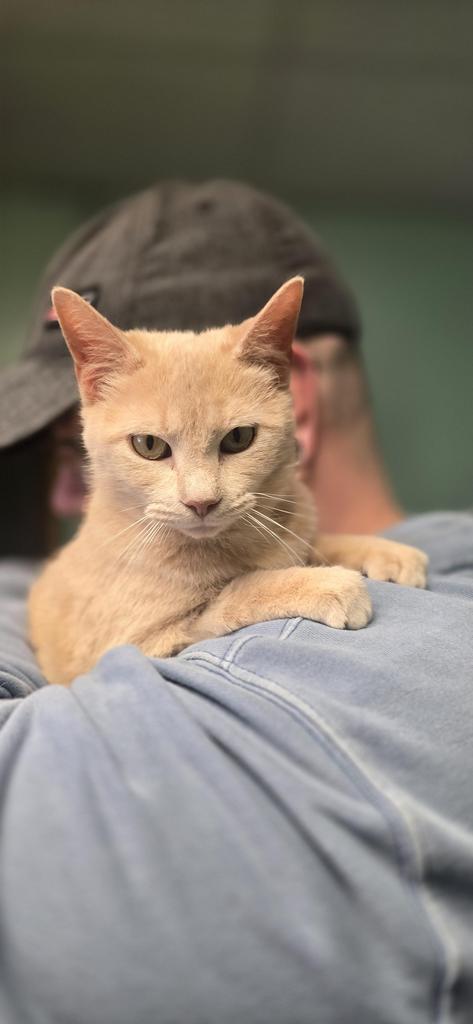 Enlarge Marshmallow, a Adoptable mixed breed in Athens, OH image 1/1