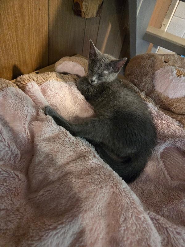 Pewter, Adoptable, Young Male Domestic Short Hair.