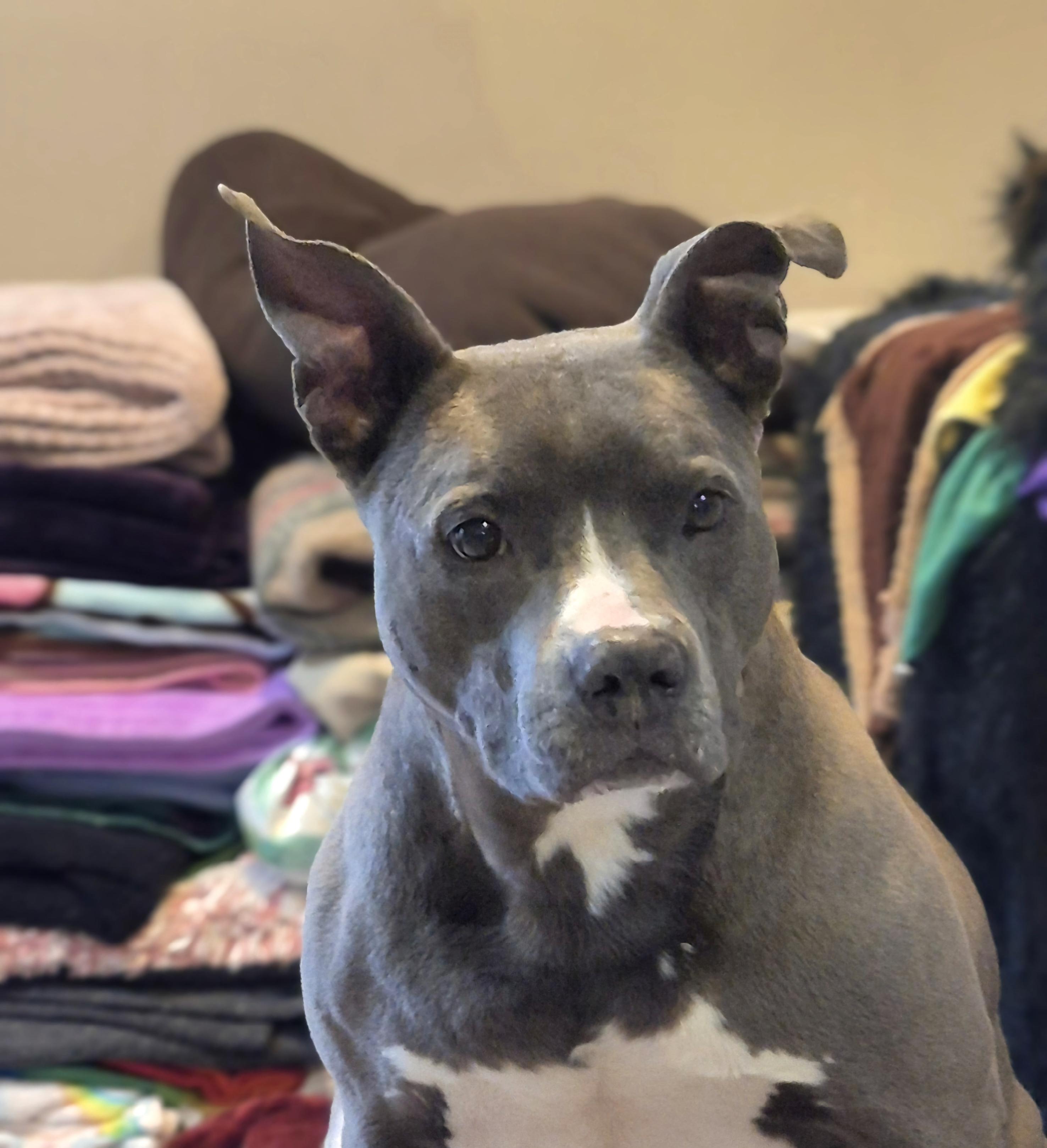 Enlarge Athena, a Adoptable mixed breed in Amissville, VA image 1/4