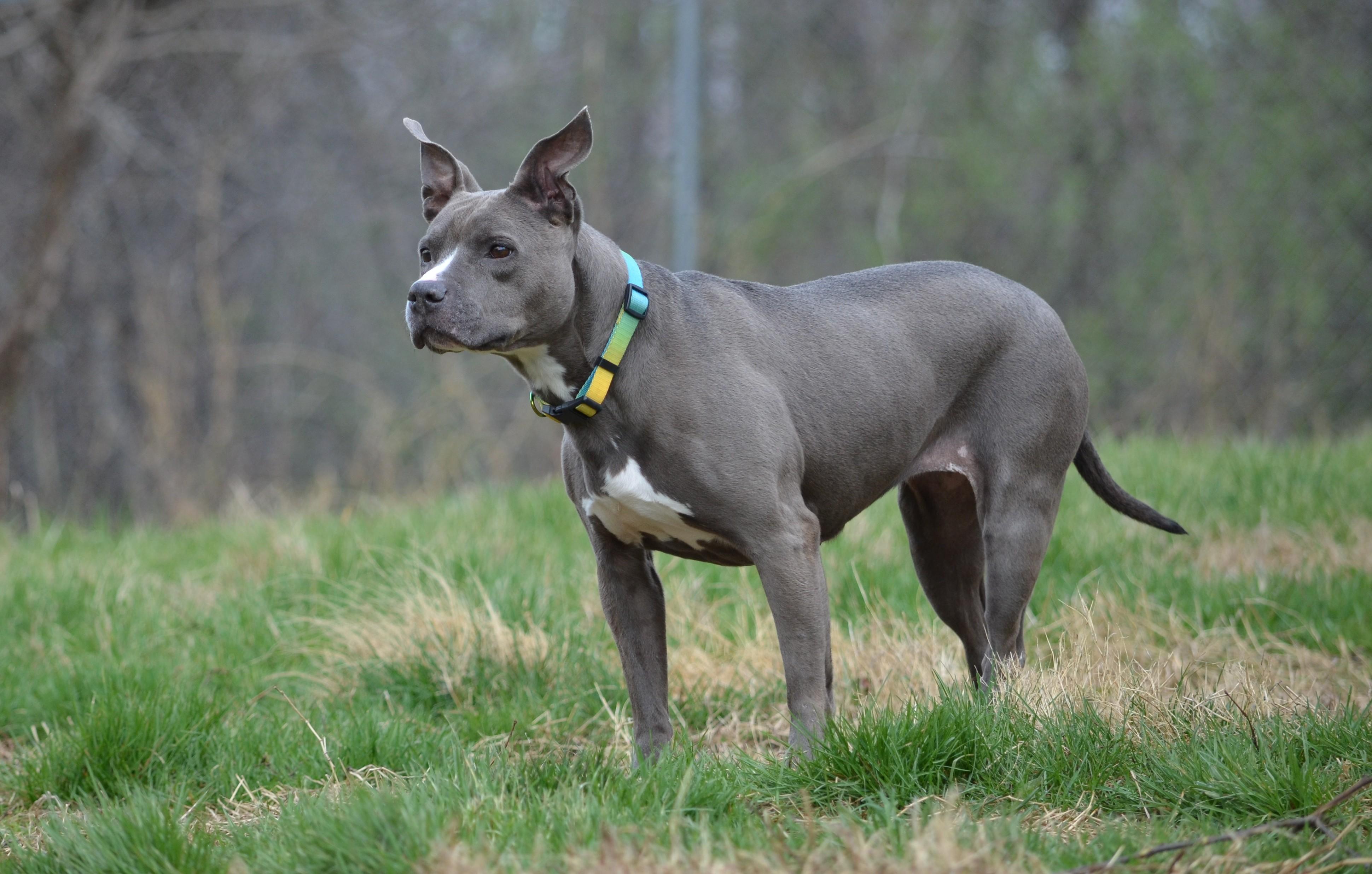 Enlarge Anthena, a ADOPTABLE mixed breed in Amissville, VA image 2/2