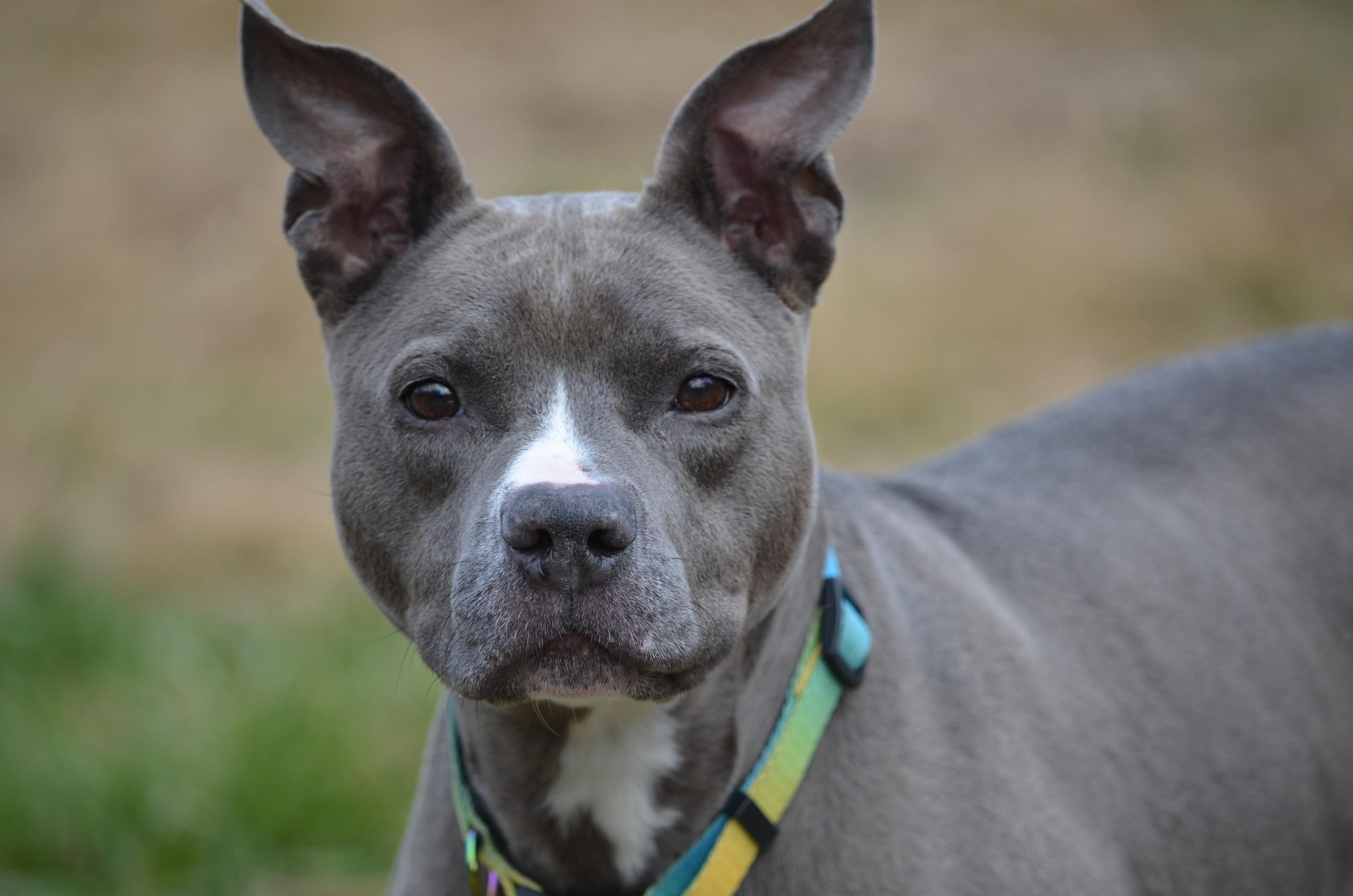 Enlarge Anthena, a ADOPTABLE mixed breed in Amissville, VA image 1/2