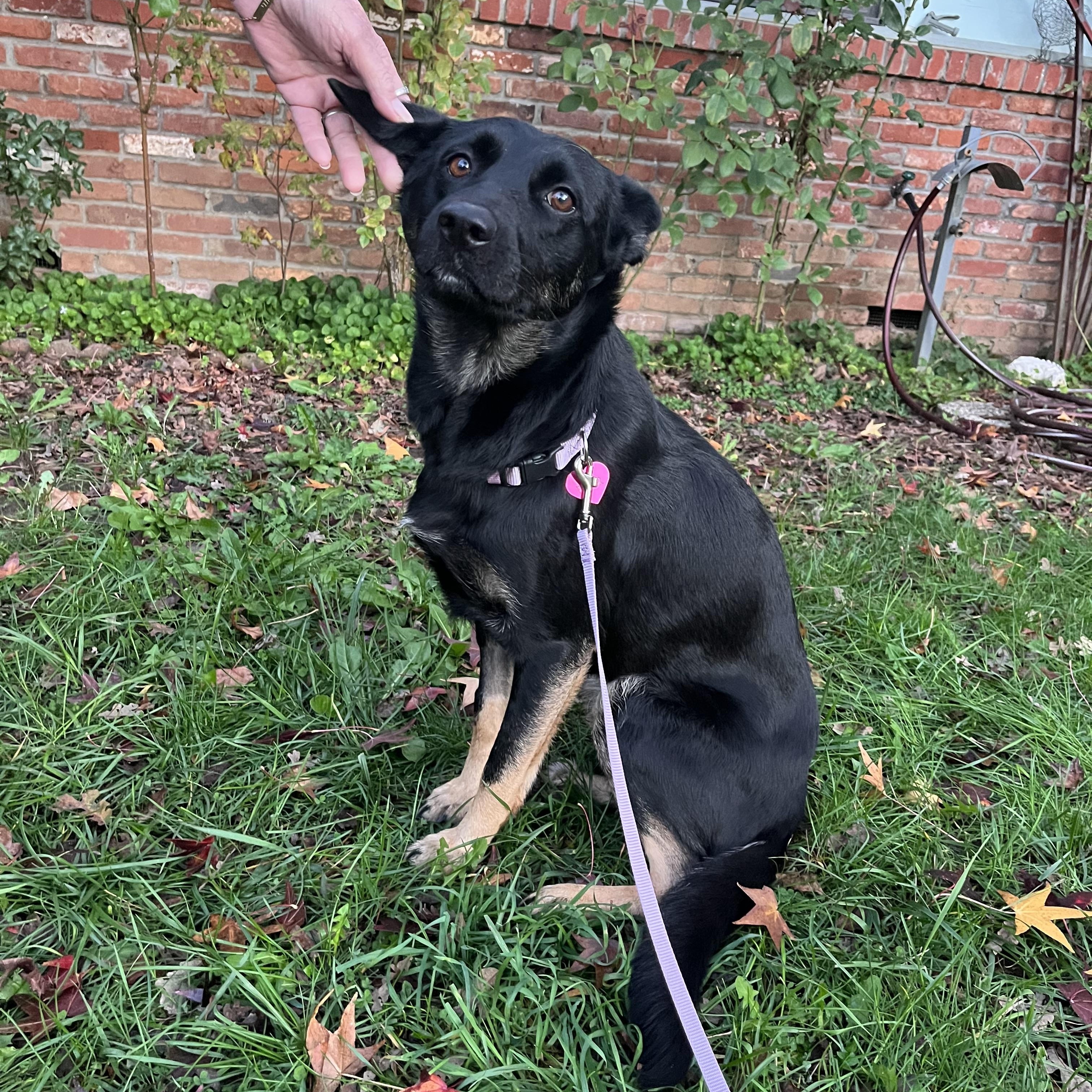 Pepper, Adoptable, Young Female German Shepherd Dog.