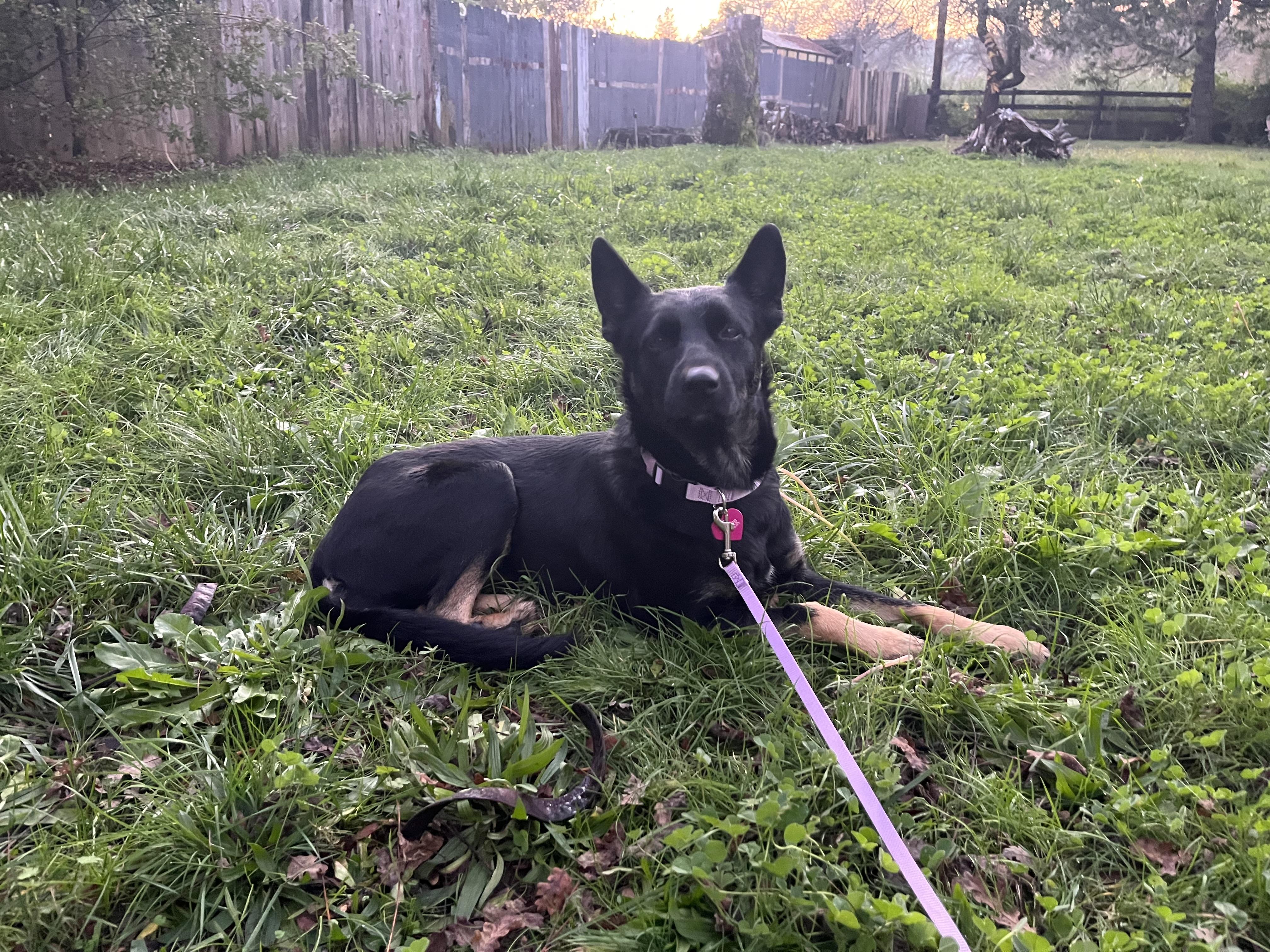 Enlarge Pepper, a Adoptable German Shepherd Dog in Rough And Ready, CA image 2/4