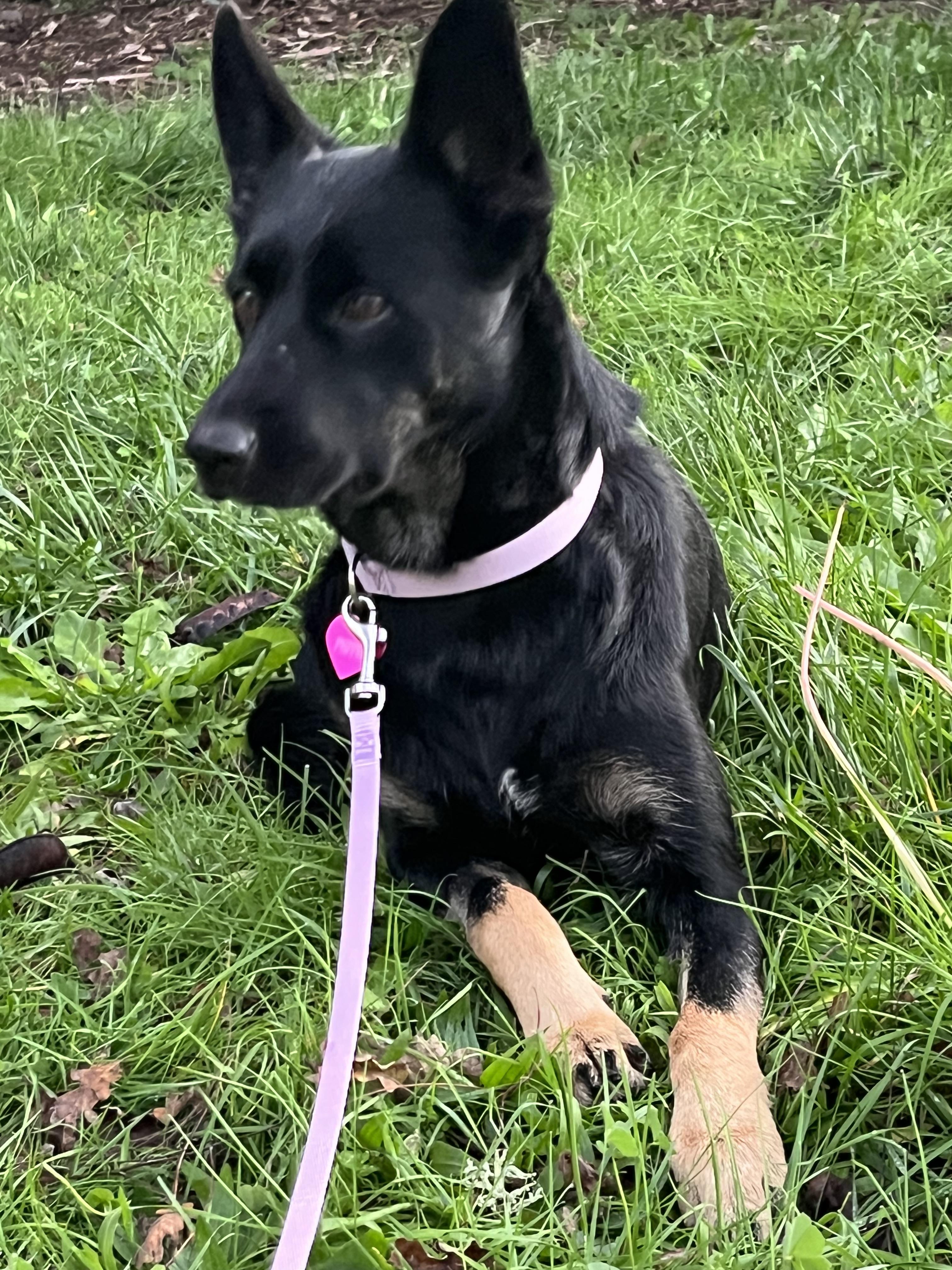 Enlarge Pepper, a Adoptable German Shepherd Dog in Rough And Ready, CA image 4/4