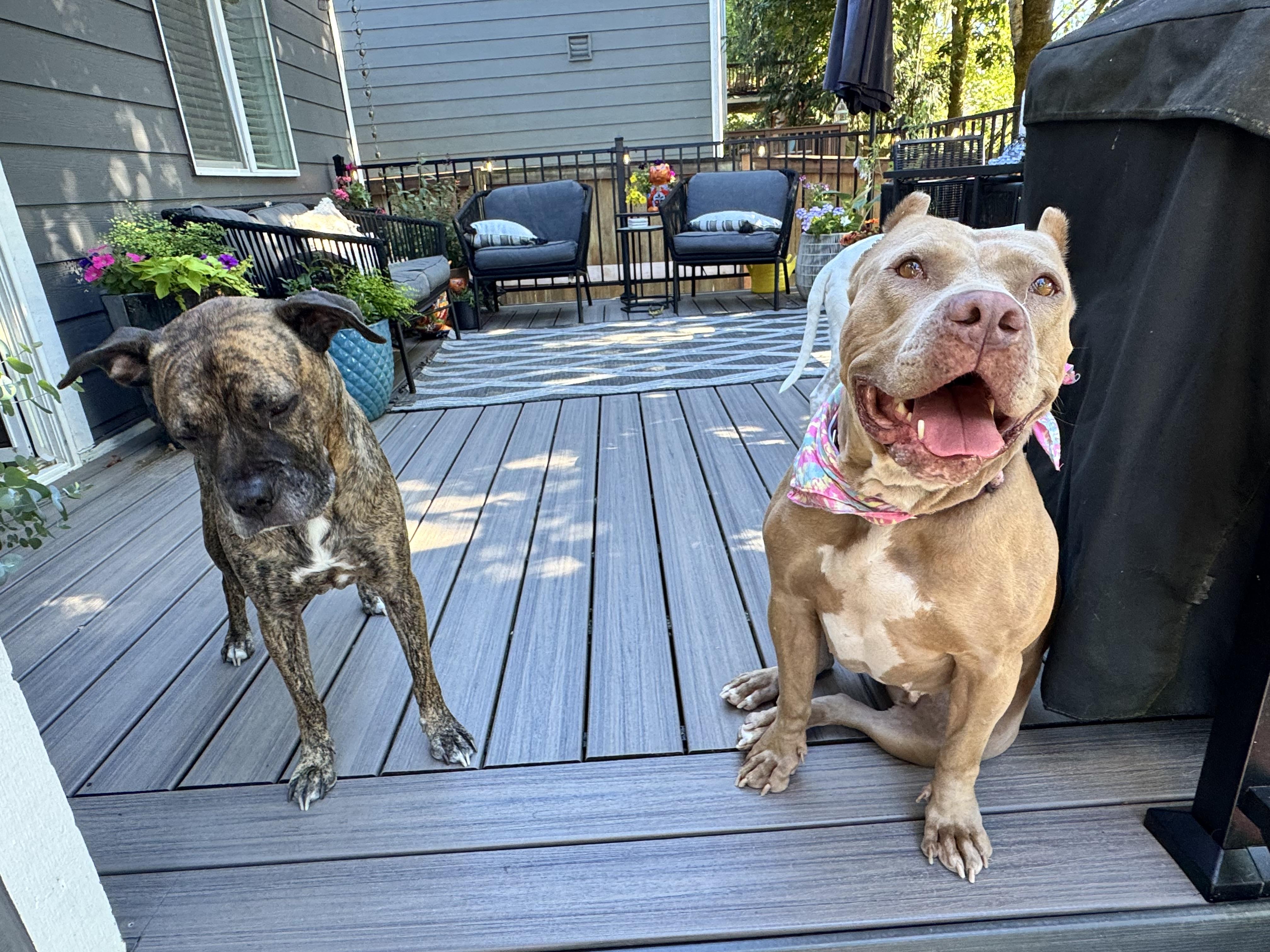 Enlarge Carmela, a Adoptable American Bully in Olympia, WA image 6/6