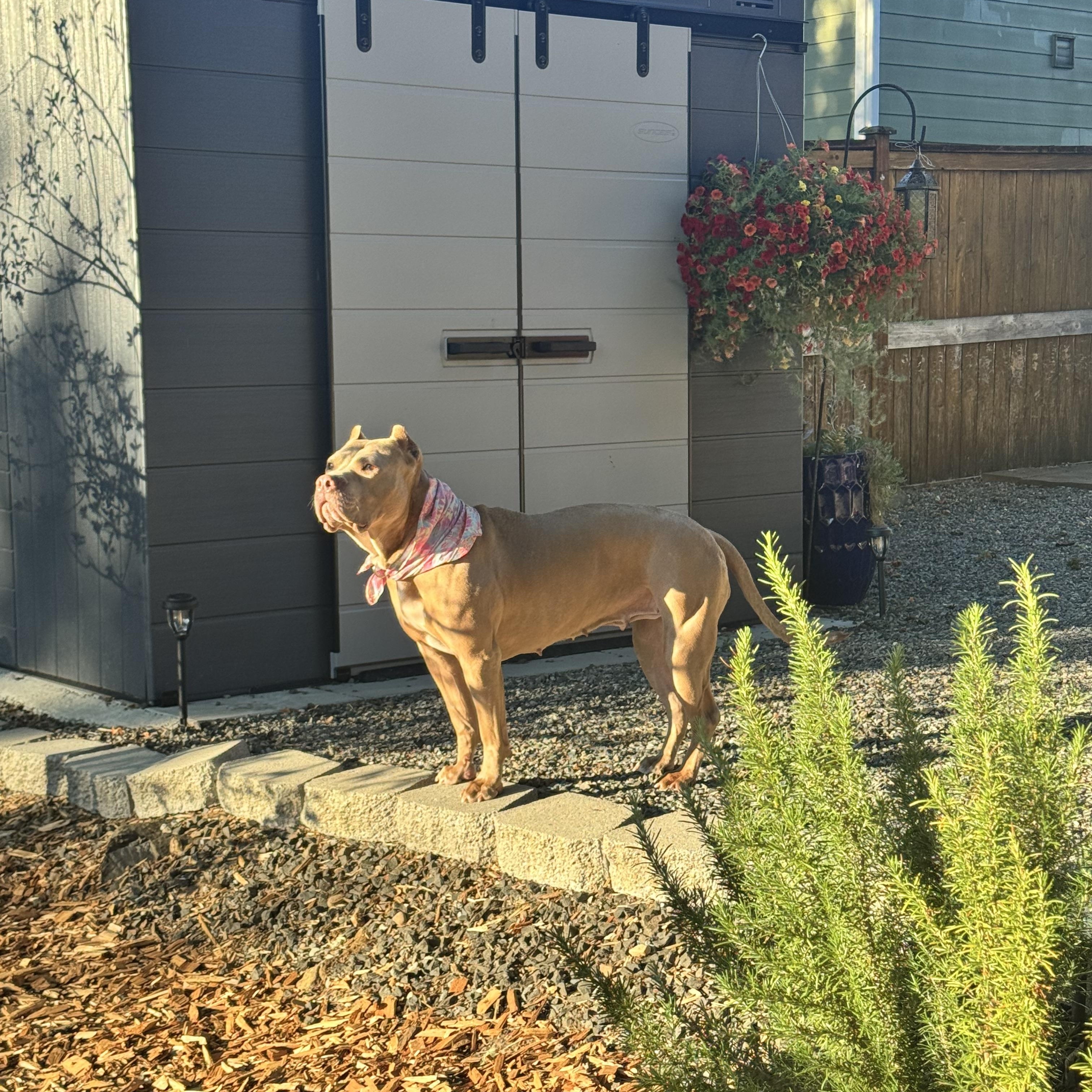 Enlarge Carmela, a Adoptable American Bully in Olympia, WA image 2/6
