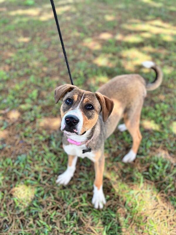 Isa, a Adoptable mixed breed in Berkeley Heights, NJ image 1/6