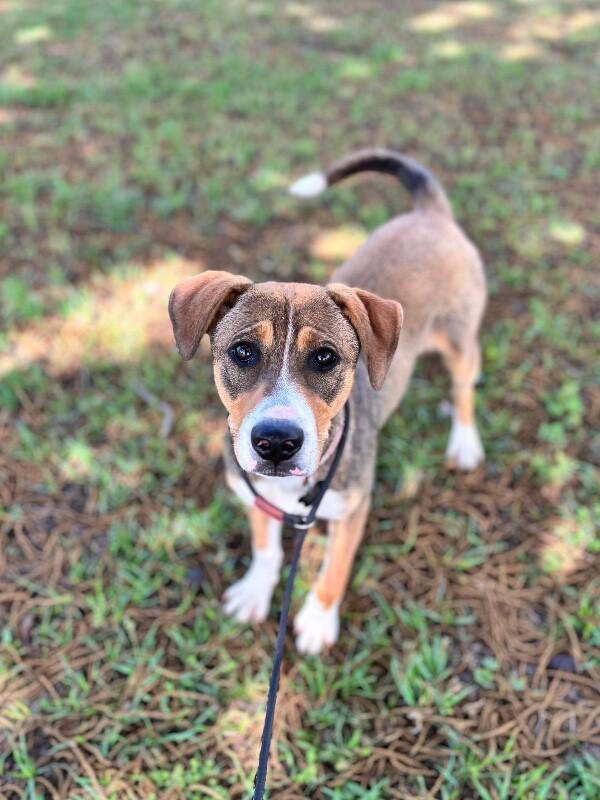 Isa, a Adoptable mixed breed in Berkeley Heights, NJ image 2/6