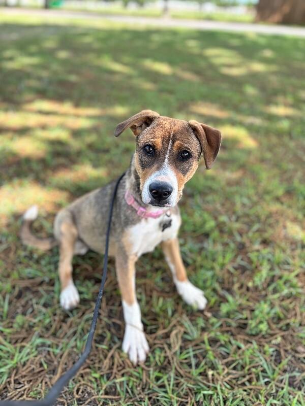 Isa, a Adoptable mixed breed in Berkeley Heights, NJ image 4/6