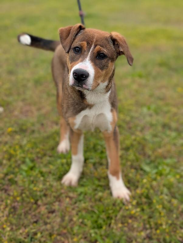 Isa, a Adoptable mixed breed in Berkeley Heights, NJ image 5/6