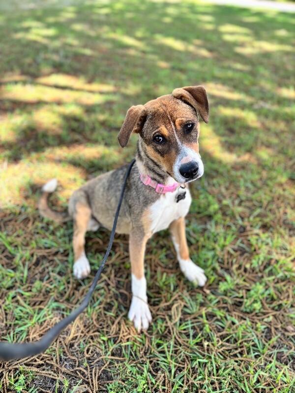 Isa, a Adoptable mixed breed in Berkeley Heights, NJ image 6/6