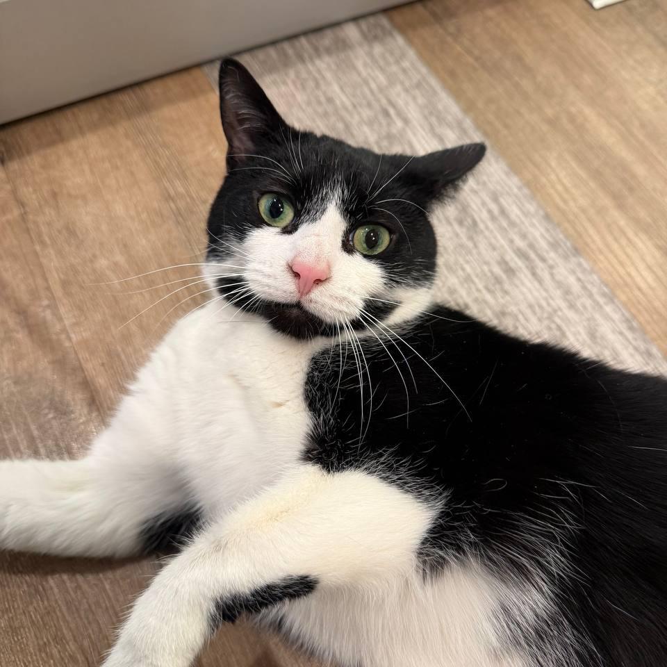 Luly (Beauty), a Adoptable Domestic Short Hair in Wantagh, NY image 1/6
