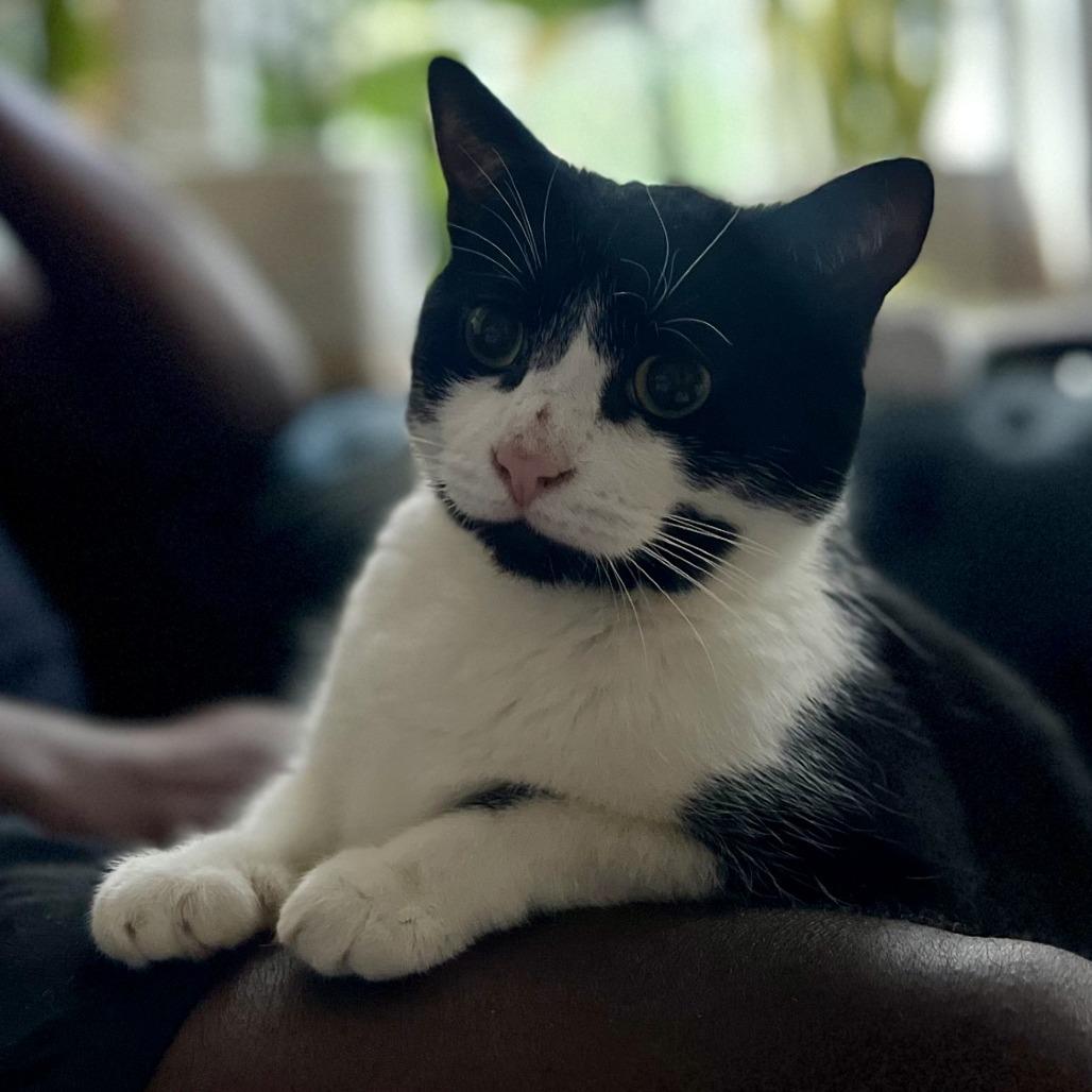 Luly (Beauty), a Adoptable Domestic Short Hair in Wantagh, NY image 6/6
