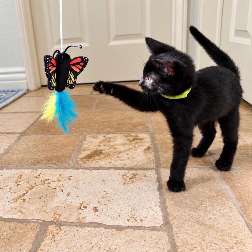Winnie - Chino Hills Location, Adopted, Kitten Female Domestic Short Hair.