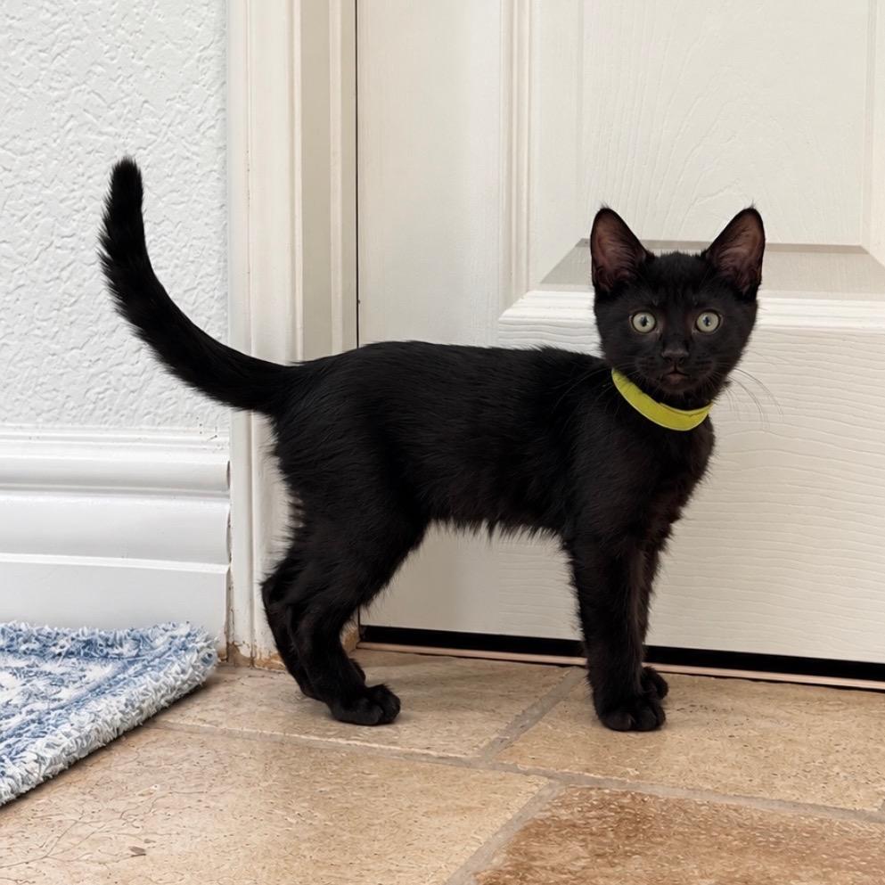 Enlarge Winnie - Chino Hills Location, a Adopted Domestic Short Hair in Chino Hills, CA image 2/4