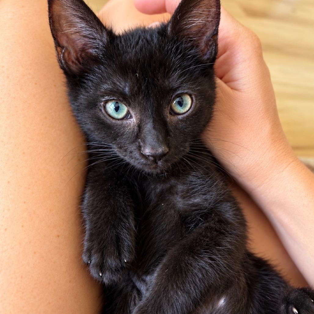 Enlarge Winnie - Chino Hills Location, a Adopted Domestic Short Hair in Chino Hills, CA image 4/4