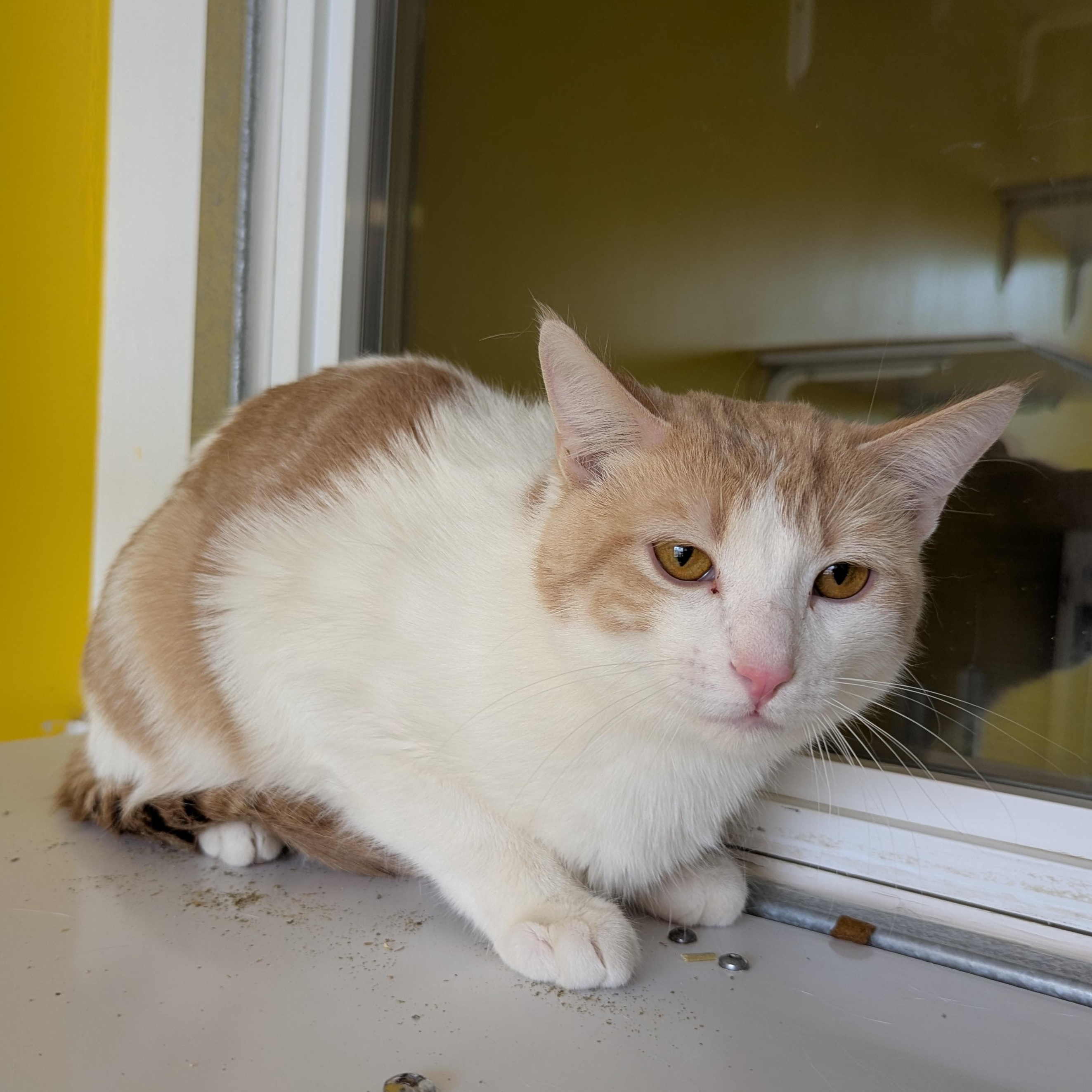 Enlarge Frito, a ADOPTABLE Domestic Short Hair in Morden, MB image 1/3