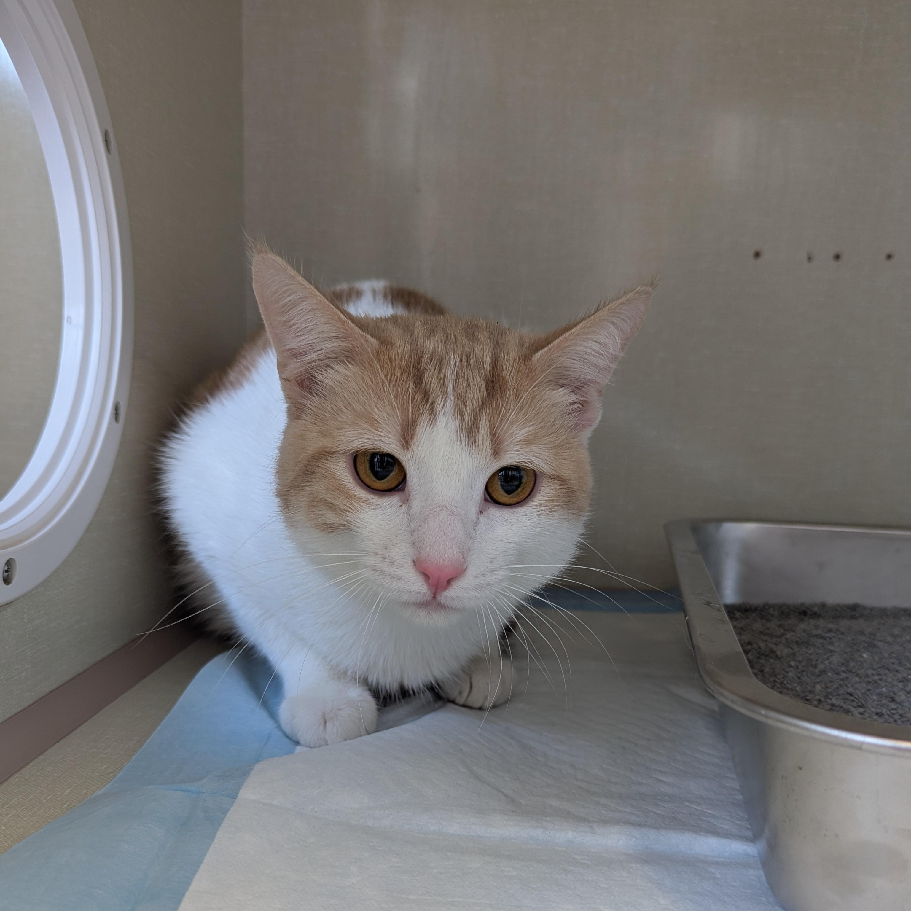 Enlarge Frito, a ADOPTABLE Domestic Short Hair in Morden, MB image 2/3