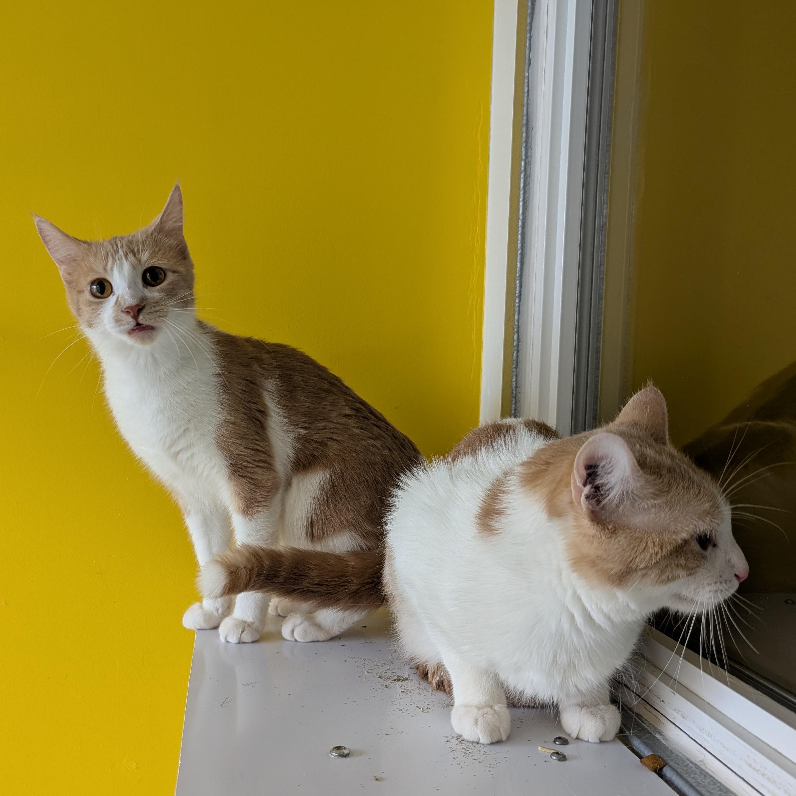 Enlarge Frito, a ADOPTABLE Domestic Short Hair in Morden, MB image 3/3