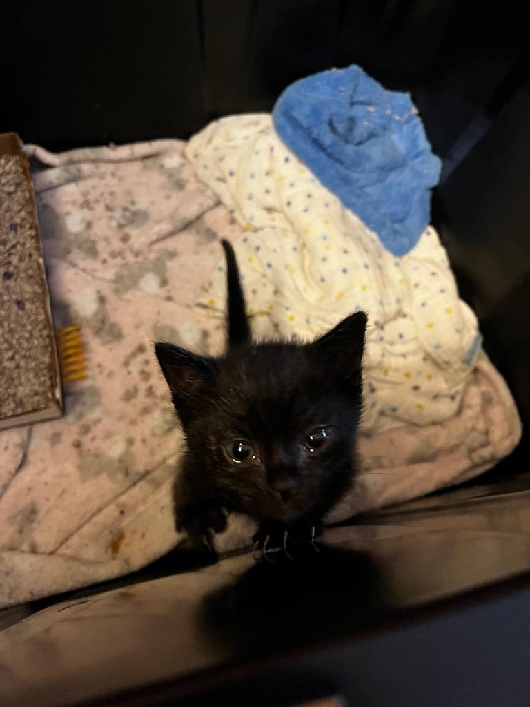 Yoshi, Adoptable, Kitten Female Domestic Short Hair.