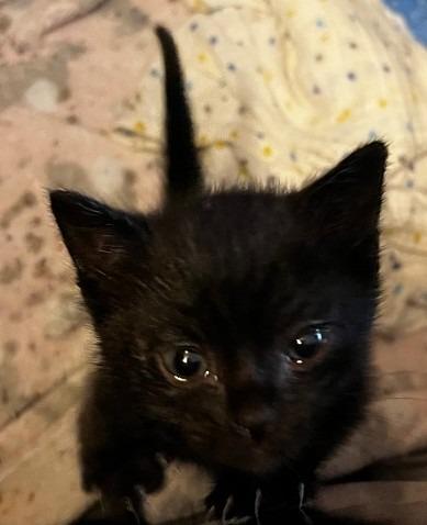 Yoshi, Adoptable, Kitten Female Domestic Short Hair.