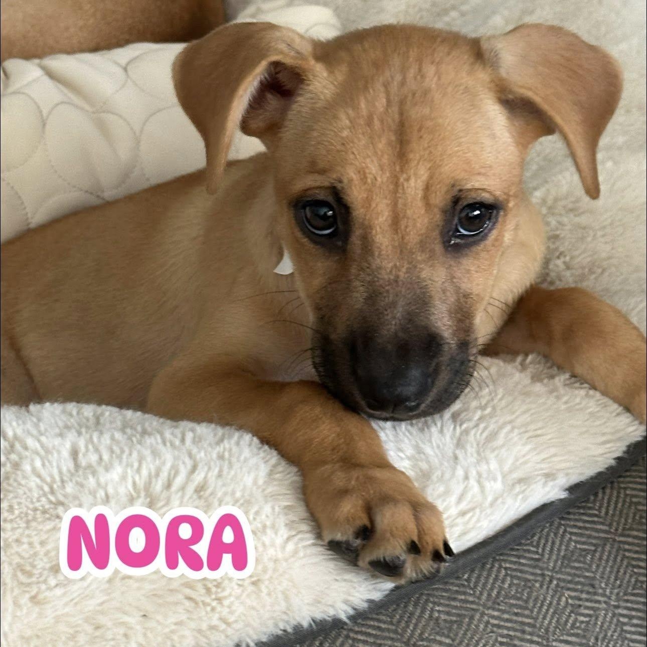 Nora