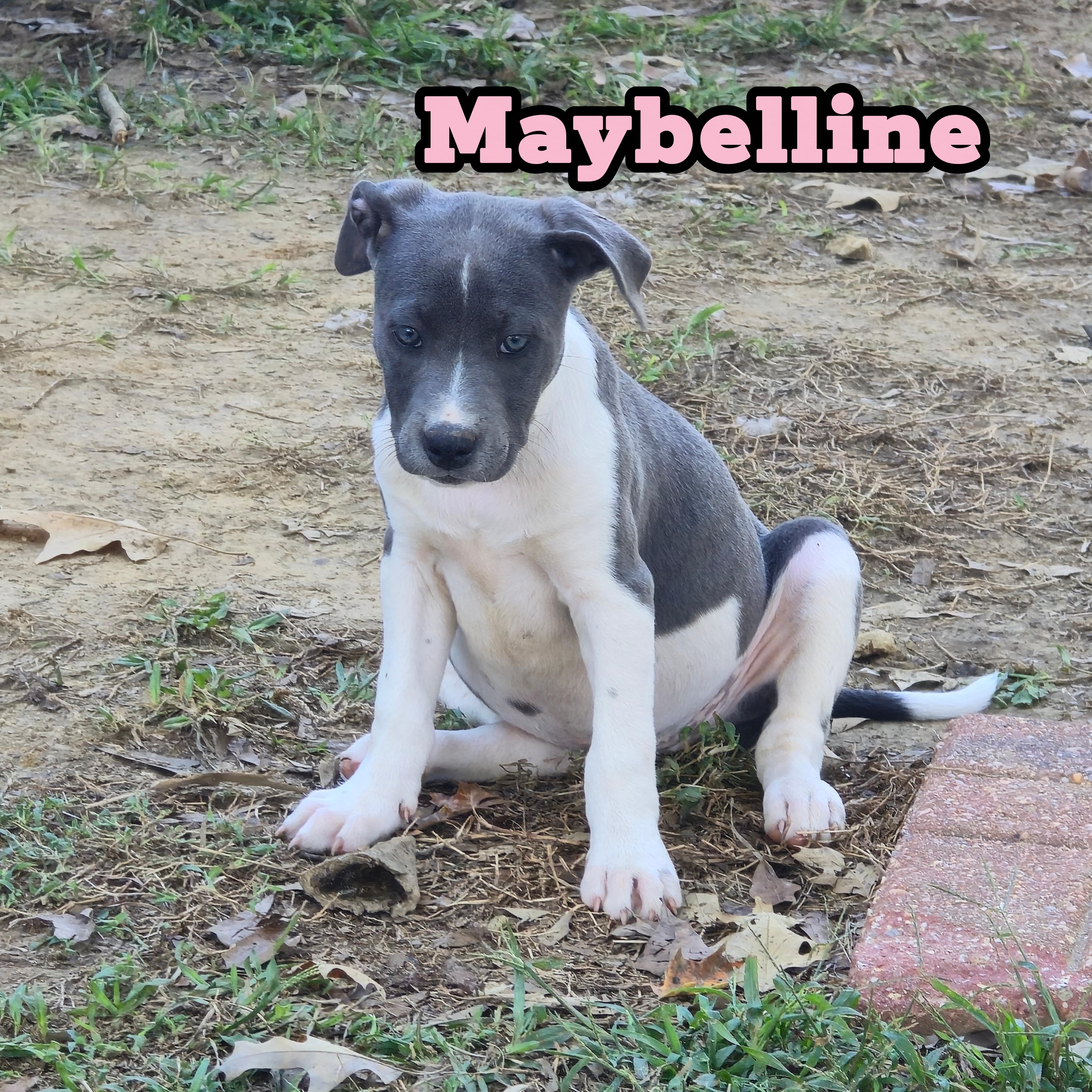Enlarge Maybelline *Waived Fee Possible, a Adoptable mixed breed in Vicksburg, MS image 4/6