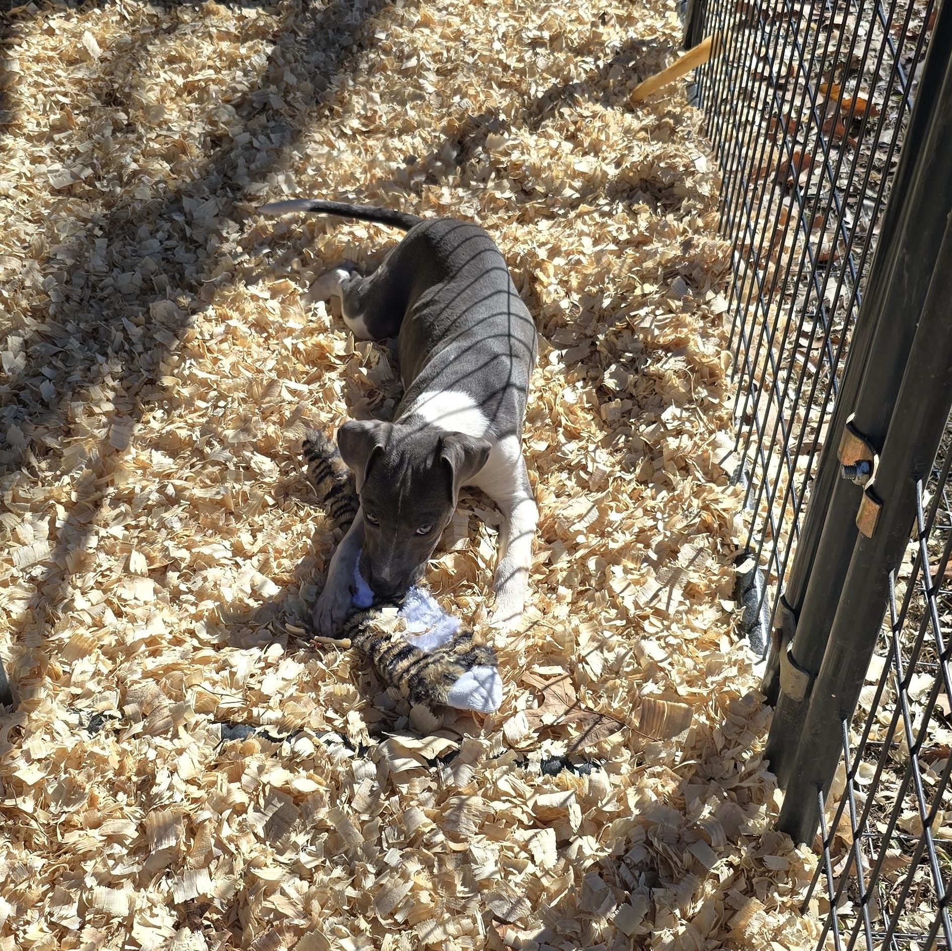 Enlarge Maybelline *Waived Fee Possible, a Adoptable mixed breed in Vicksburg, MS image 2/6