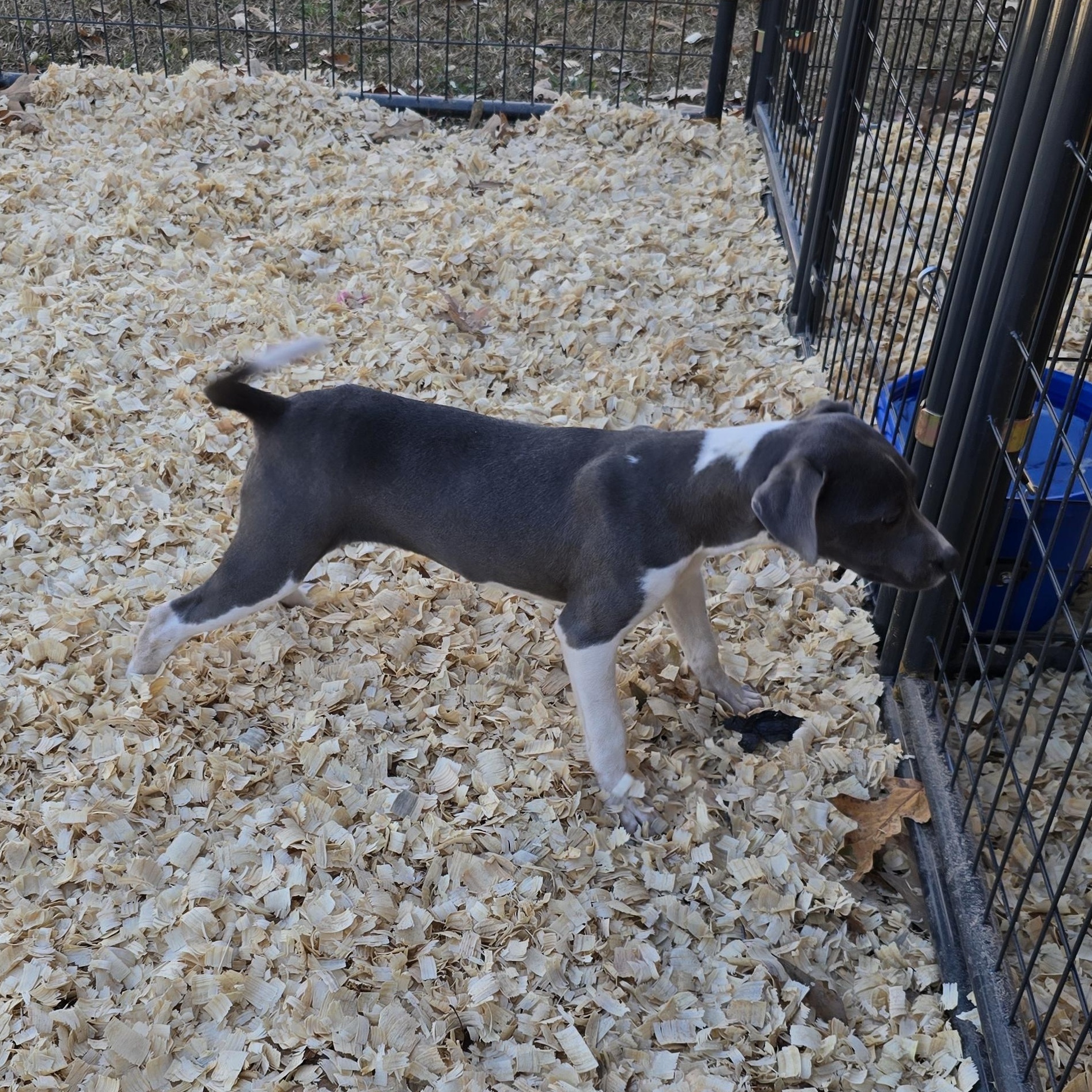 Enlarge Maybelline *Waived Fee Possible, a Adoptable mixed breed in Vicksburg, MS image 1/6