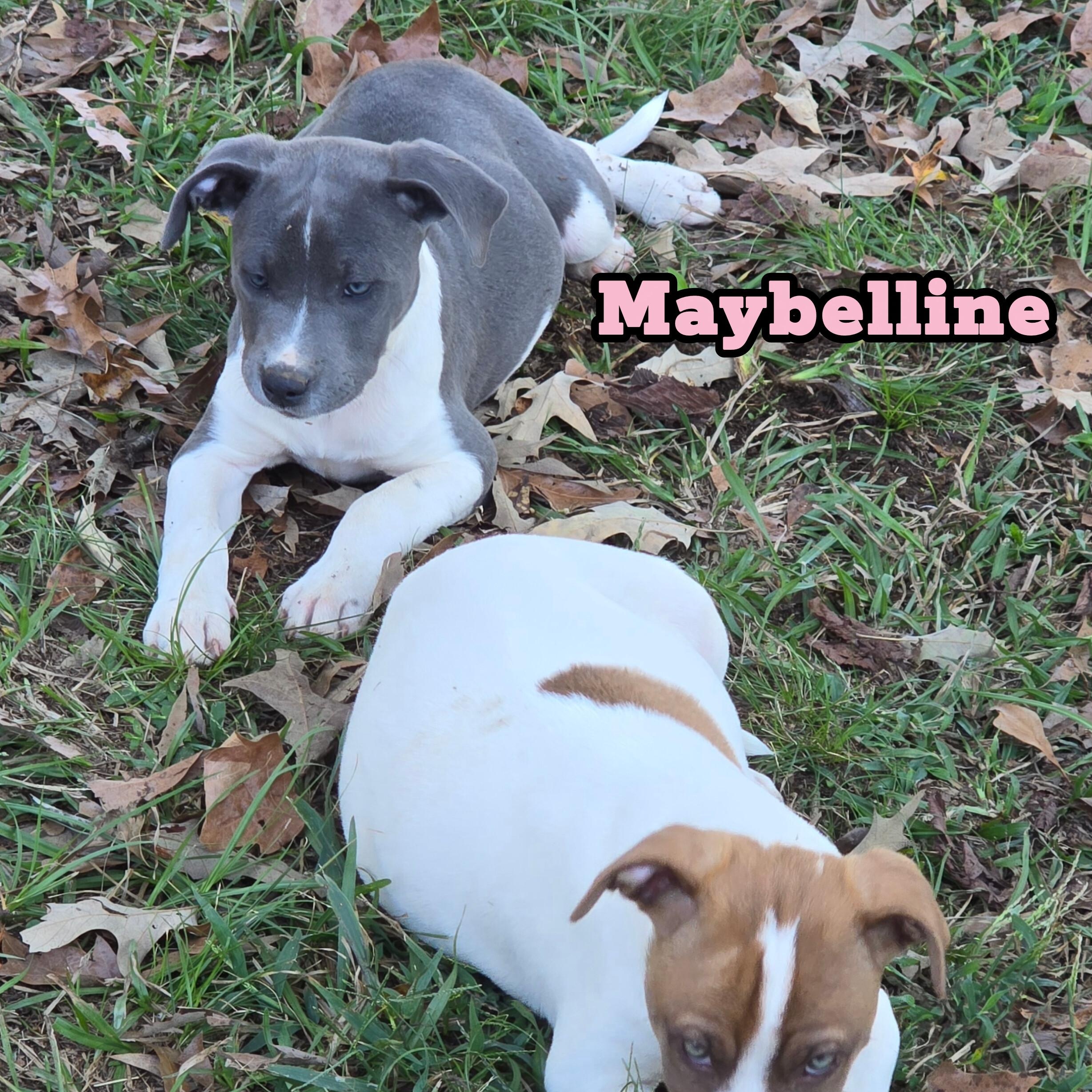 Enlarge Maybelline *Waived Fee Possible, a Adoptable mixed breed in Vicksburg, MS image 6/6