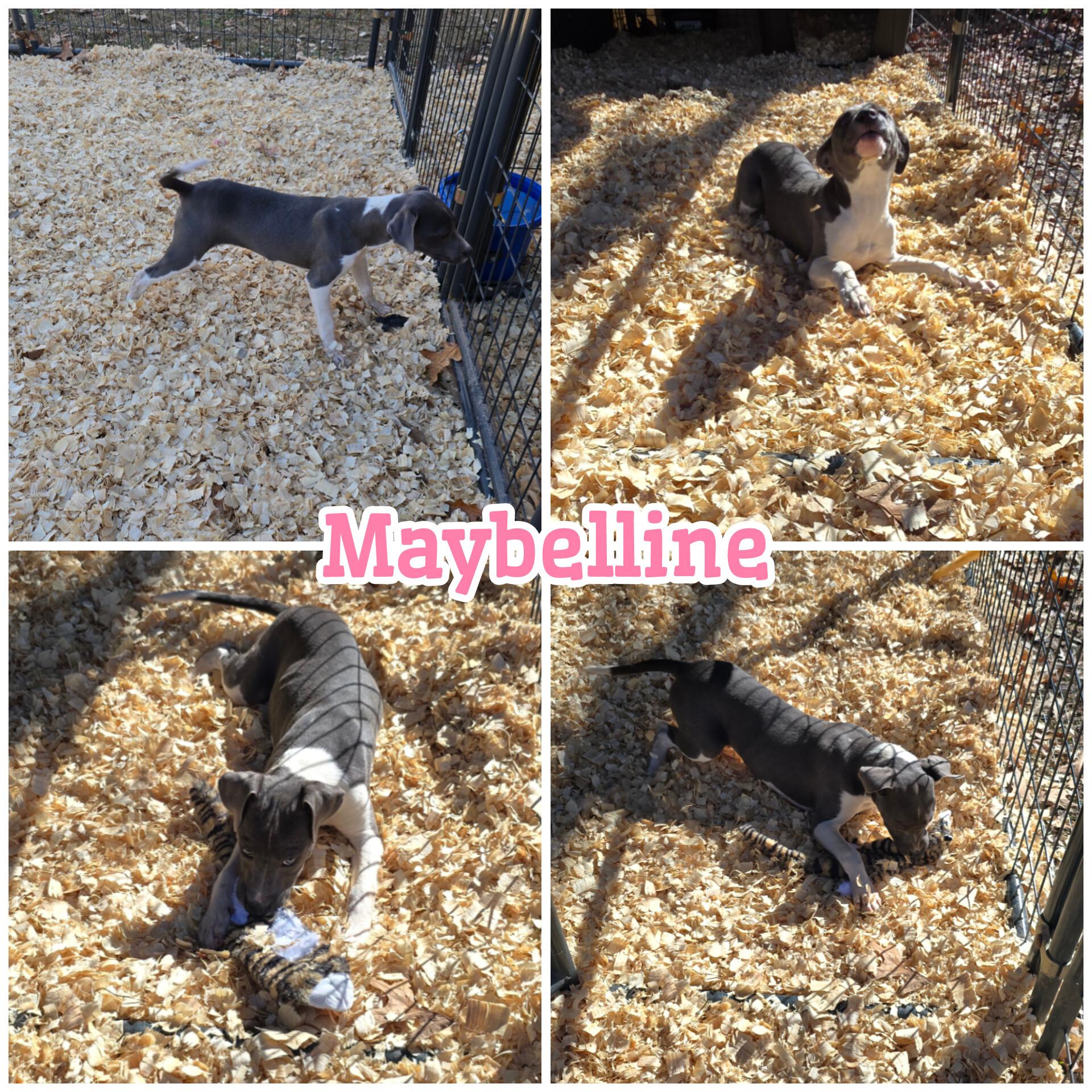 Enlarge Maybelline *Waived Fee Possible, a Adoptable mixed breed in Vicksburg, MS image 3/6