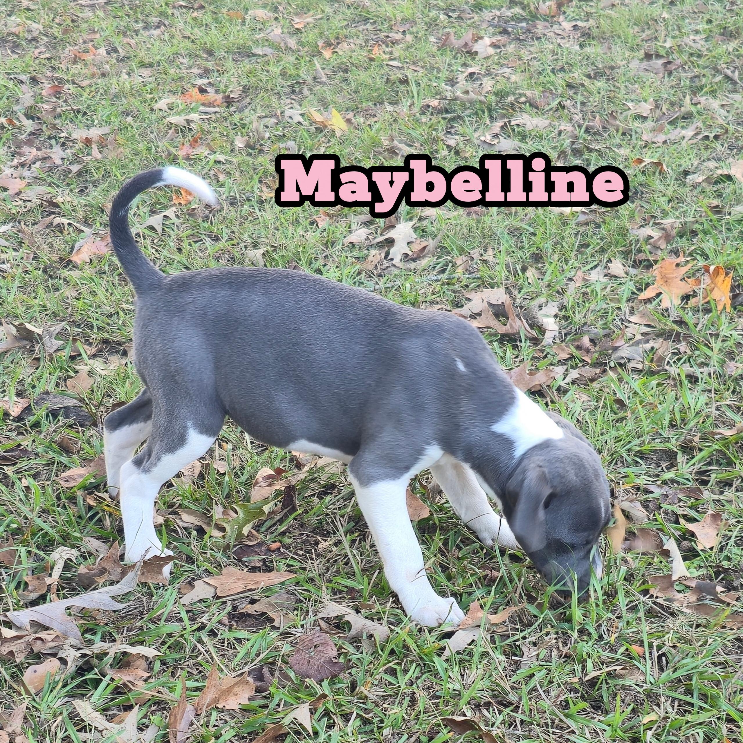 Enlarge Maybelline *Waived Fee Possible, a Adoptable mixed breed in Vicksburg, MS image 5/6