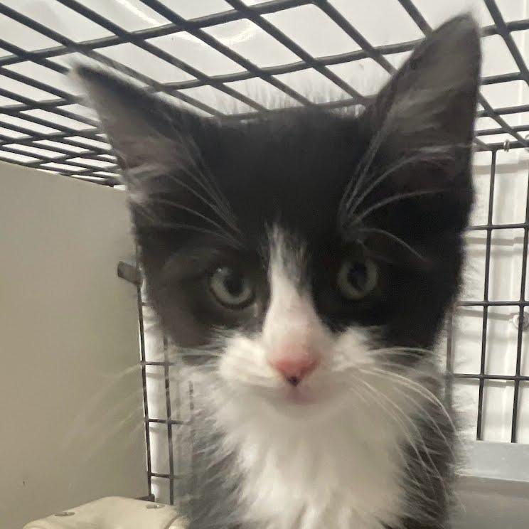 Enlarge Mumble, a Adoptable Domestic Short Hair in Kingman, KS image 1/4