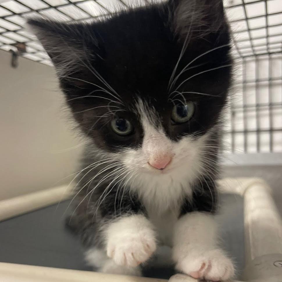 Enlarge Mumble, a Adoptable Domestic Short Hair in Kingman, KS image 2/4