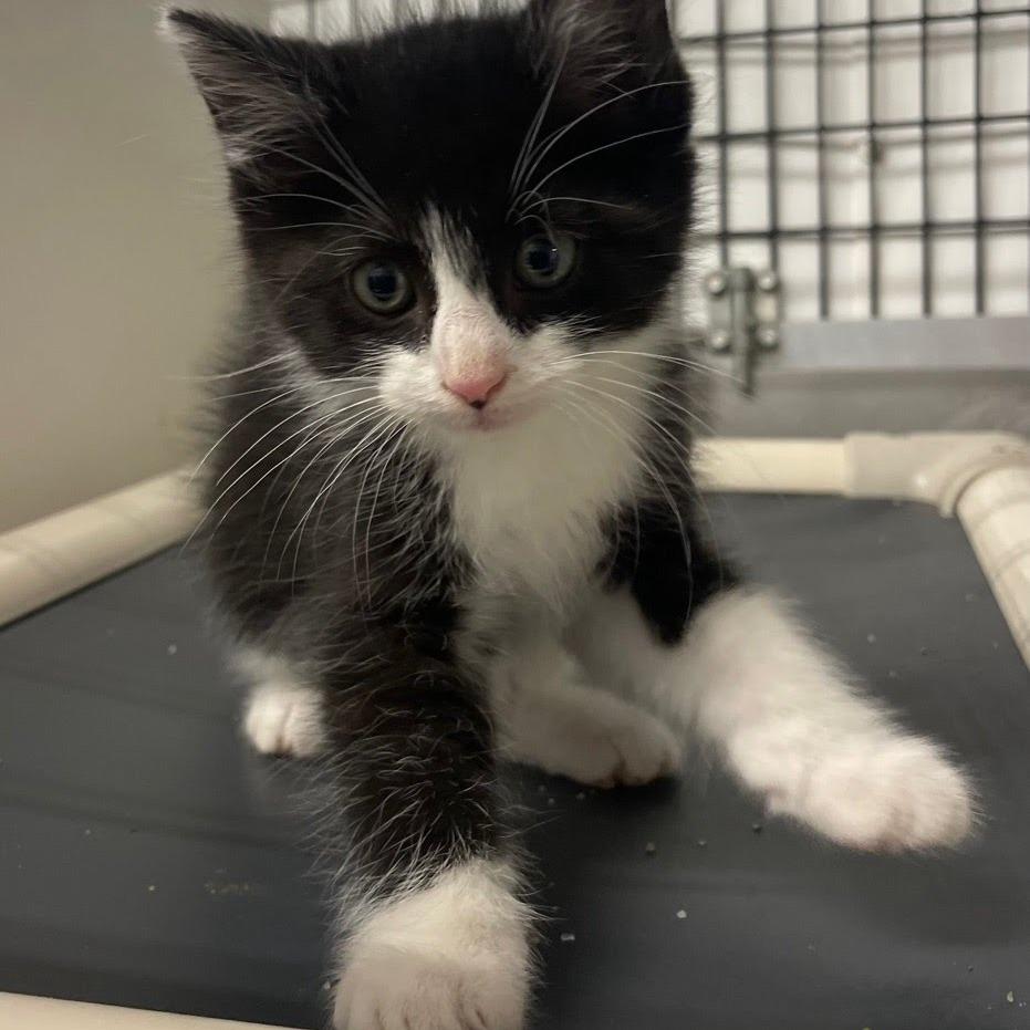 Enlarge Mumble, a Adoptable Domestic Short Hair in Kingman, KS image 3/4