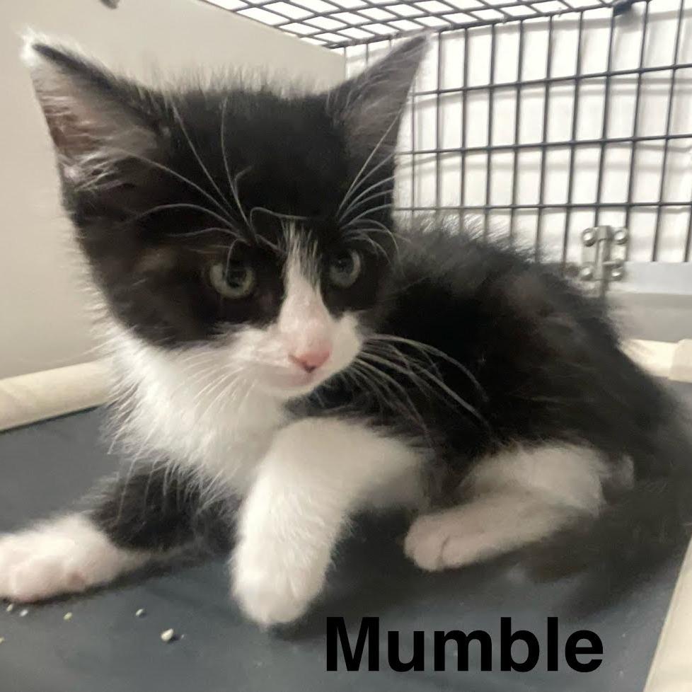 Enlarge Mumble, a Adoptable Domestic Short Hair in Kingman, KS image 4/4